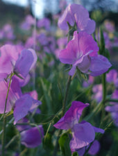 Oyama Bicolor Sweet Pea Flowers