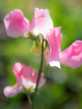 Pink Nines Sweet Pea Flower