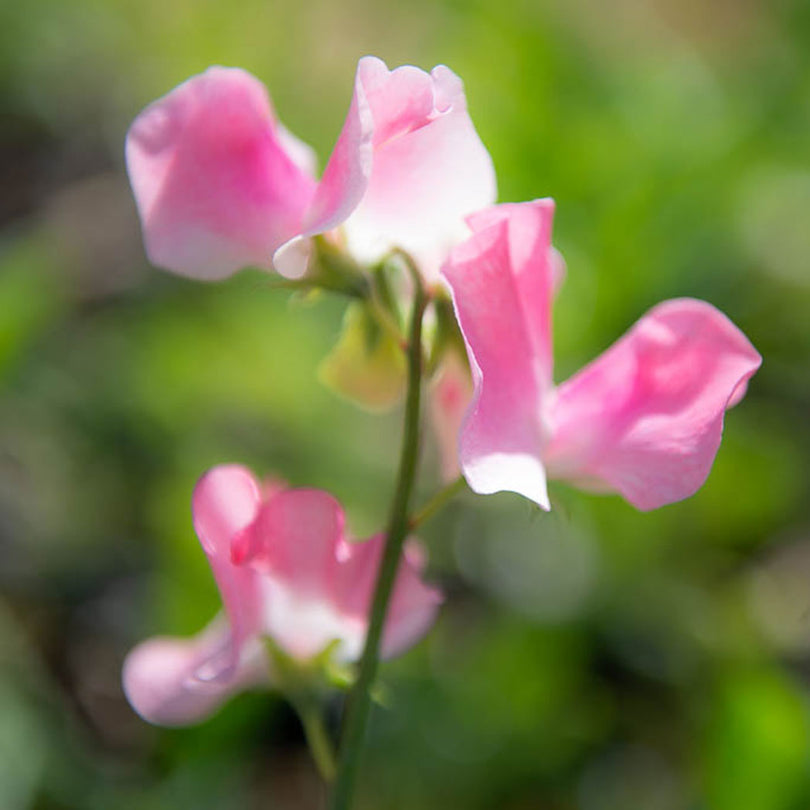 Pink Nines Sweet Pea Flower