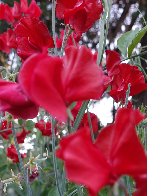 Red Ace Sweet Pea Flowers