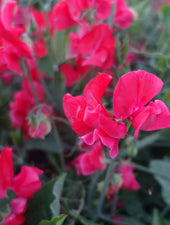 Red Restormel Sweet Pea Flowers