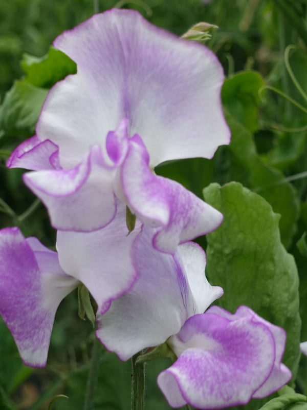 Close up of Sir Jimmy Shand Sweet Pea