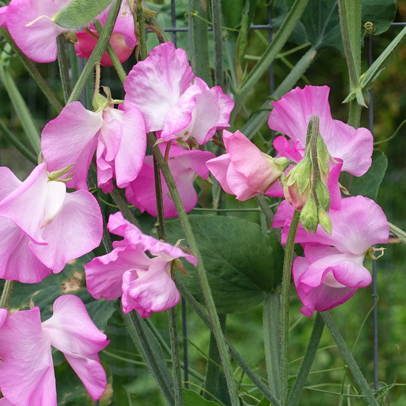 Sweet Pea Solstice Rose Pink Flowers