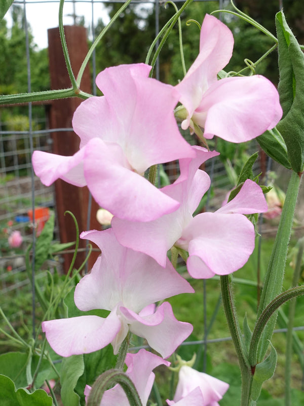 Sweet Pea Solstice Soft Pink with Buds