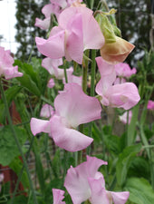 Sweet Pea Solstice Soft Pink Close Up