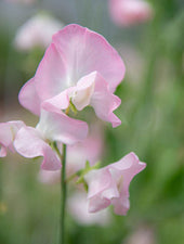 Southbourne Sweet Pea Flowers