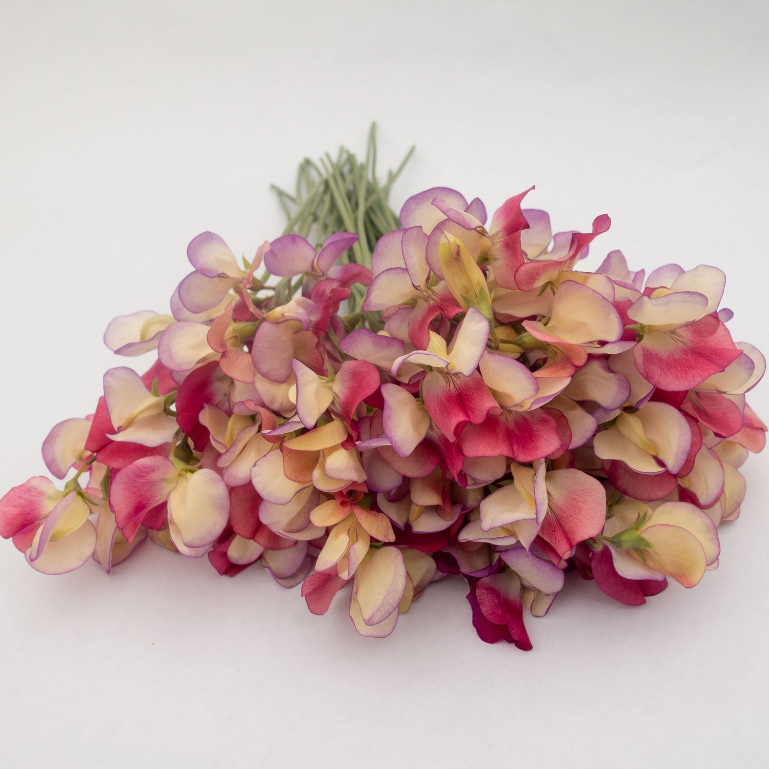 Bouquet of Spanish Dancer Sweet Peas