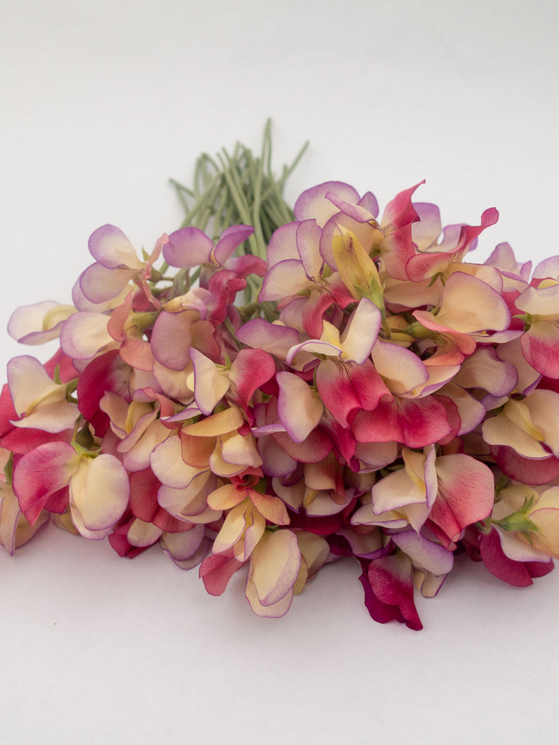Bouquet of Spanish Dancer Sweet Peas