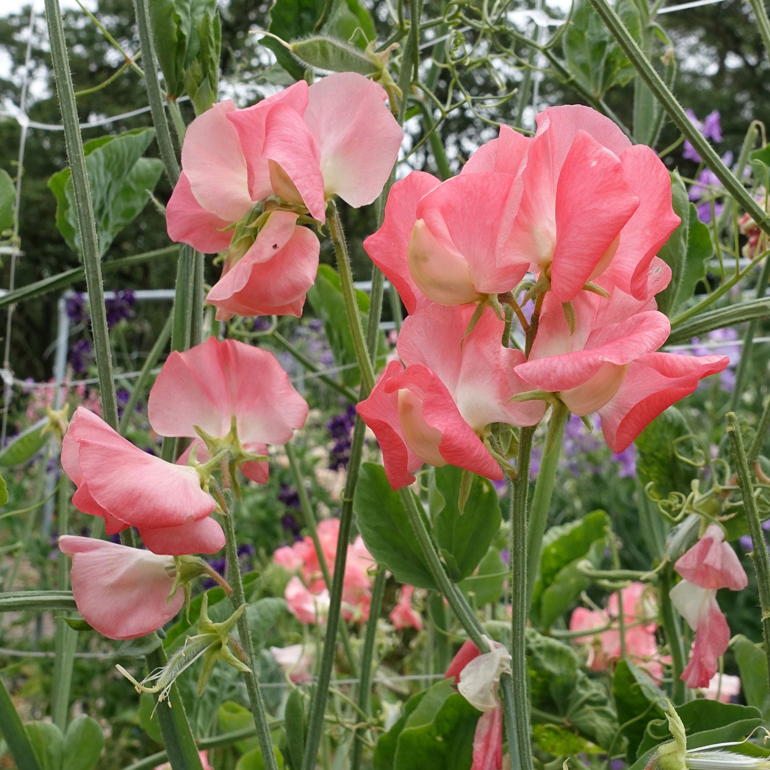 Valerie Harrod Sweet Pea Flowers Close Up