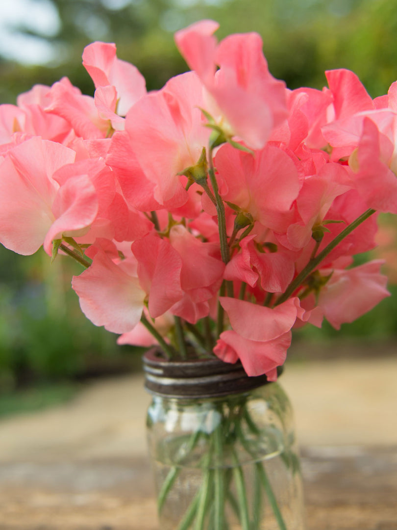 Valerie Harrod Sweet Pea Flowers in a Vase