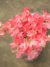 Valerie Harrod Sweet Pea Flowers in a Vase