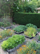 Growing a beautiful vegetable garden consultation