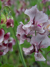 Wiltshire Ripple Sweet Pea Flowers