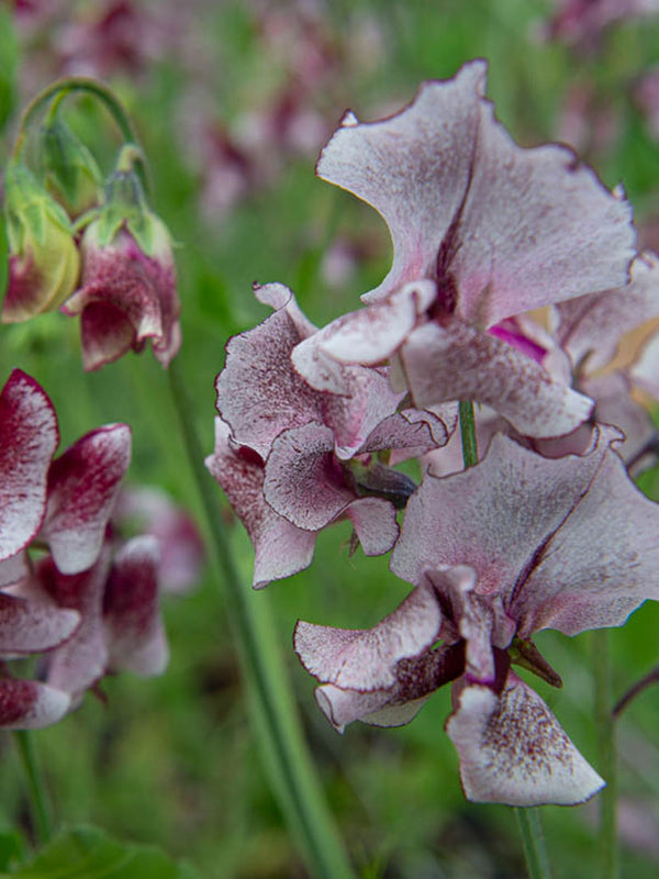 CEMEHA SEEDS - Sweet Pea Mix Indoor Pot Annual Flowers for Planting