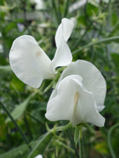 White Ensign Sweet Pea in Bloom