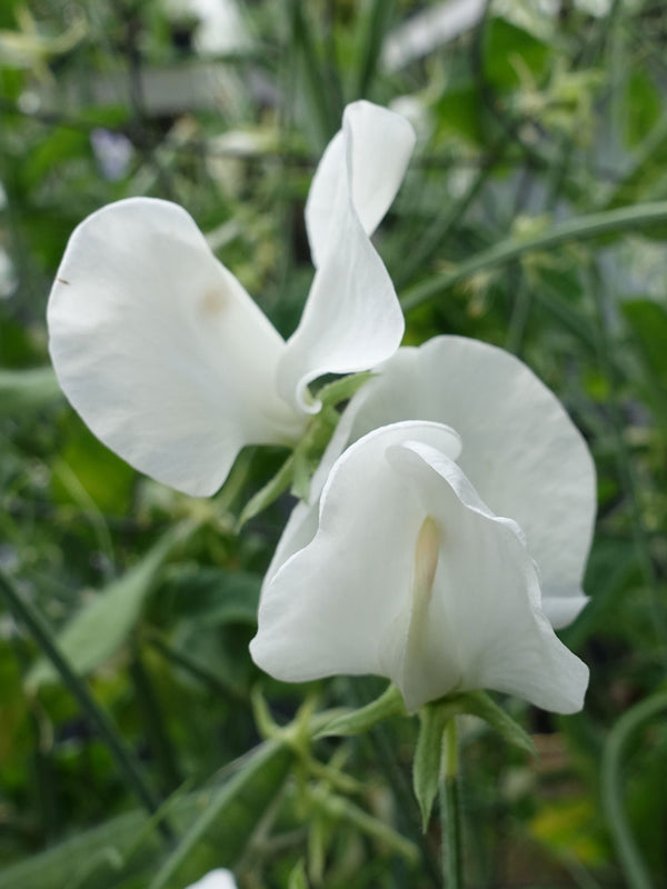 White Ensign Sweet Pea in Flower