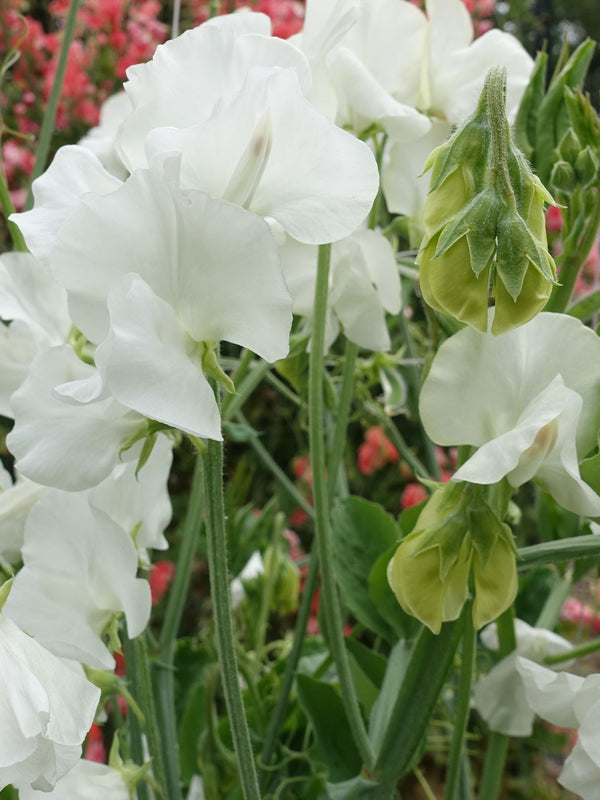 White Supreme Sweet Pea Flowers in Full Bloom