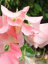William and Catherine Sweet Pea Flower Close Up