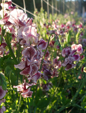 Wiltshire Ripple Sweet Pea Seed Flowers